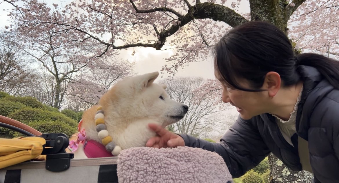 しばわんこ生活 tweet media