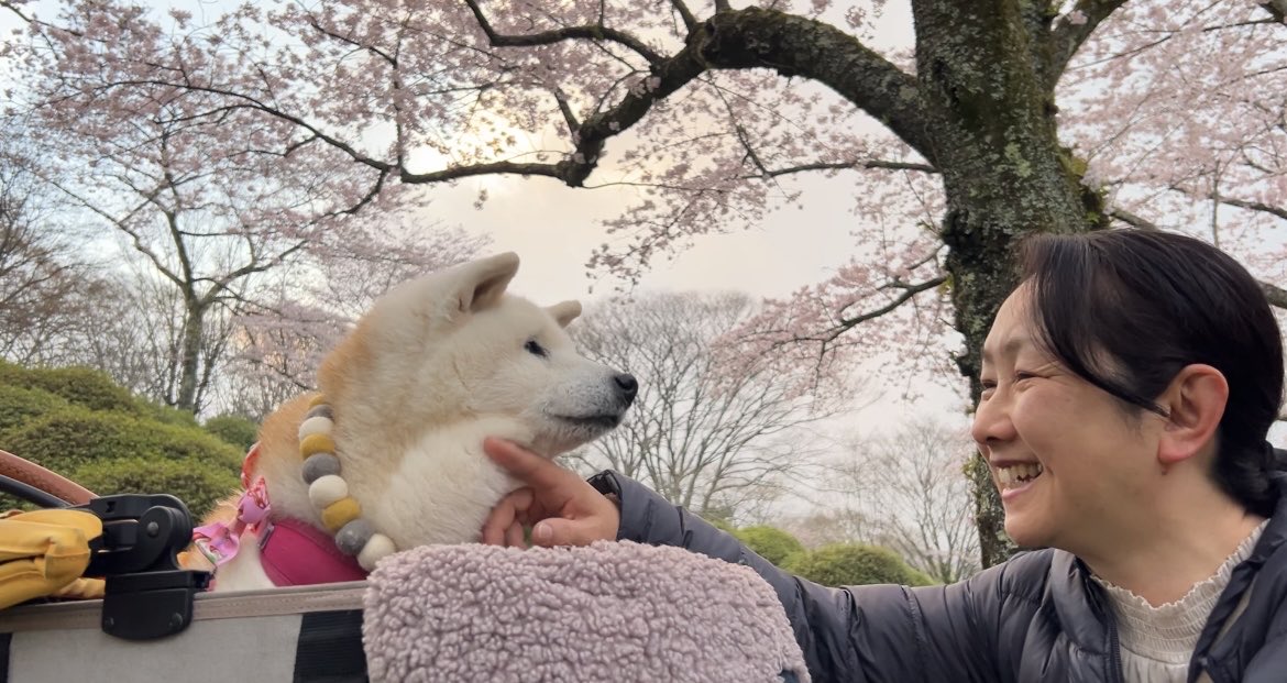 しばわんこ生活 tweet media