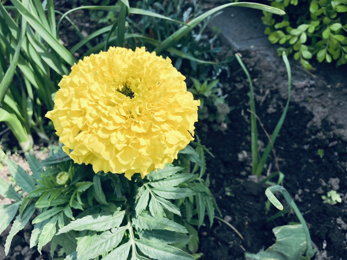 Typically(毛糸) tweet media