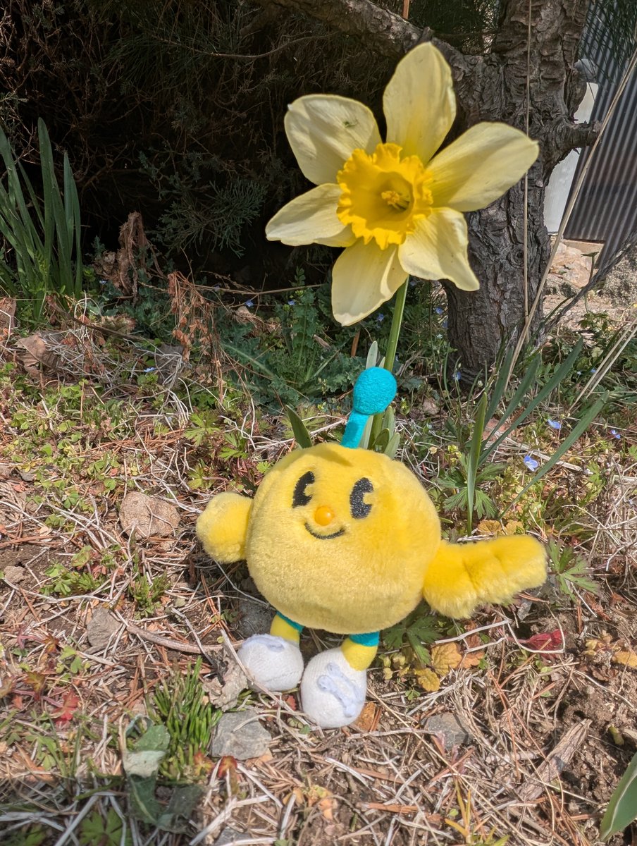 FromKibitan's tweet image. ボクと同じ色のお花が咲いていたよ！
#福島県　#Fukushima #Japan #キビタン  #福島県公式キャラクター　#スイセン