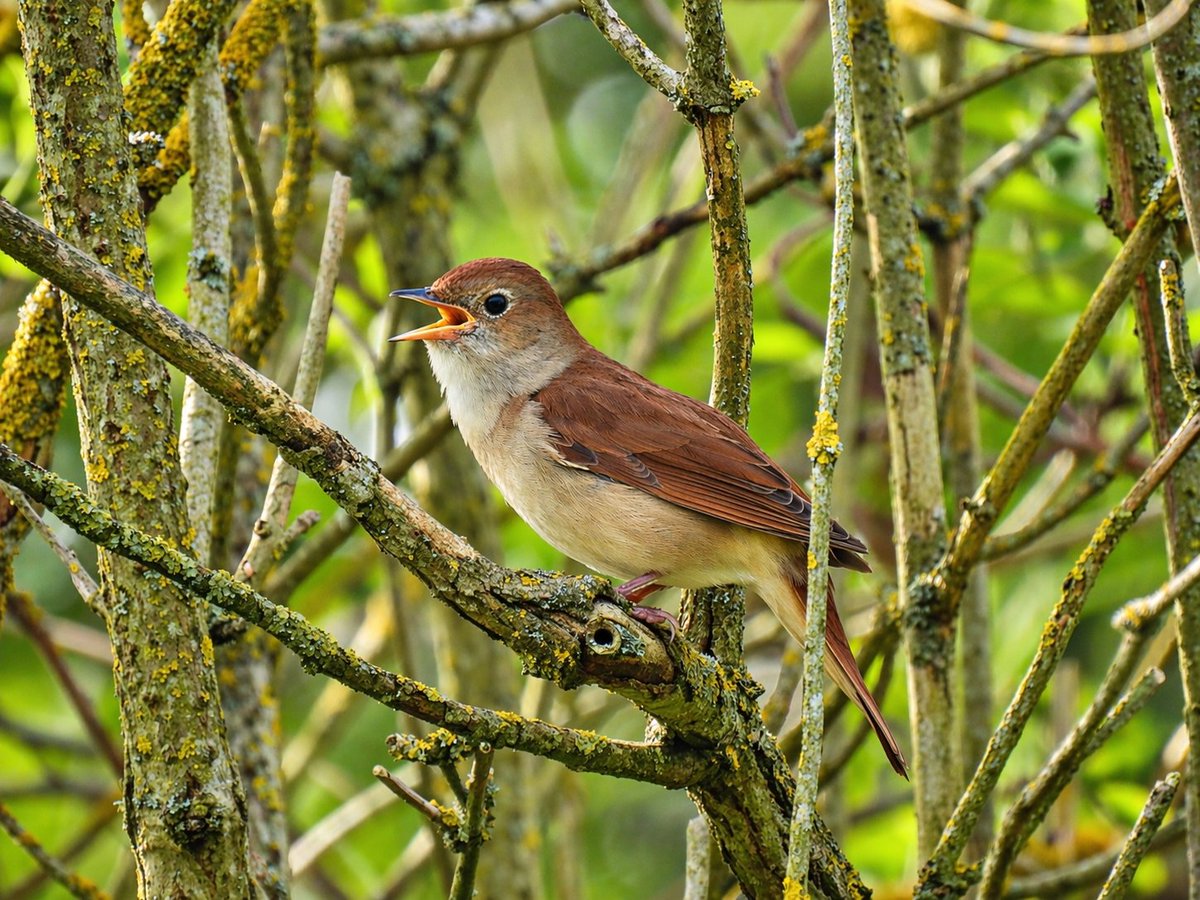 Tim Ballard tweet media