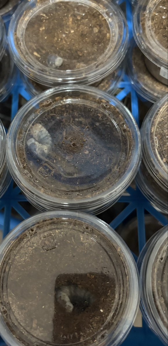 あとらんた@通常運転 tweet media