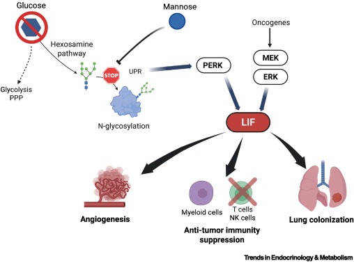 Trends_Endo_Met's tweet image. Online Now:  LIFe of the sugar-free party in cancer metabolism dlvr.it/TRxsqF #trends #endocrinology #metabolism