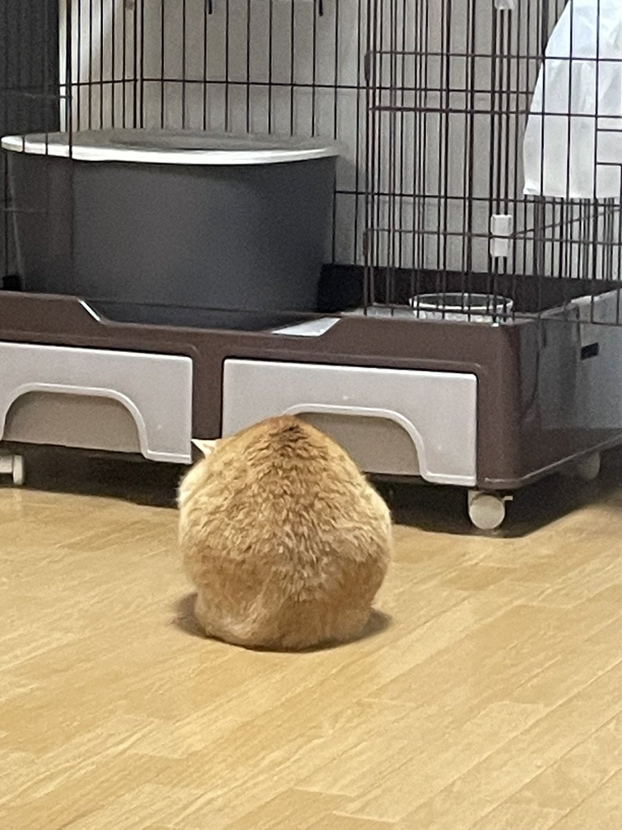 上栗 昌吾 tweet media