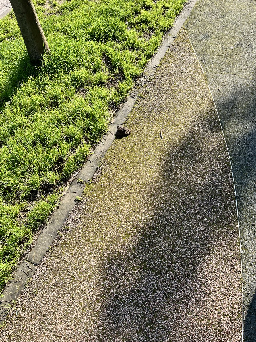 adımenekşe tweet media