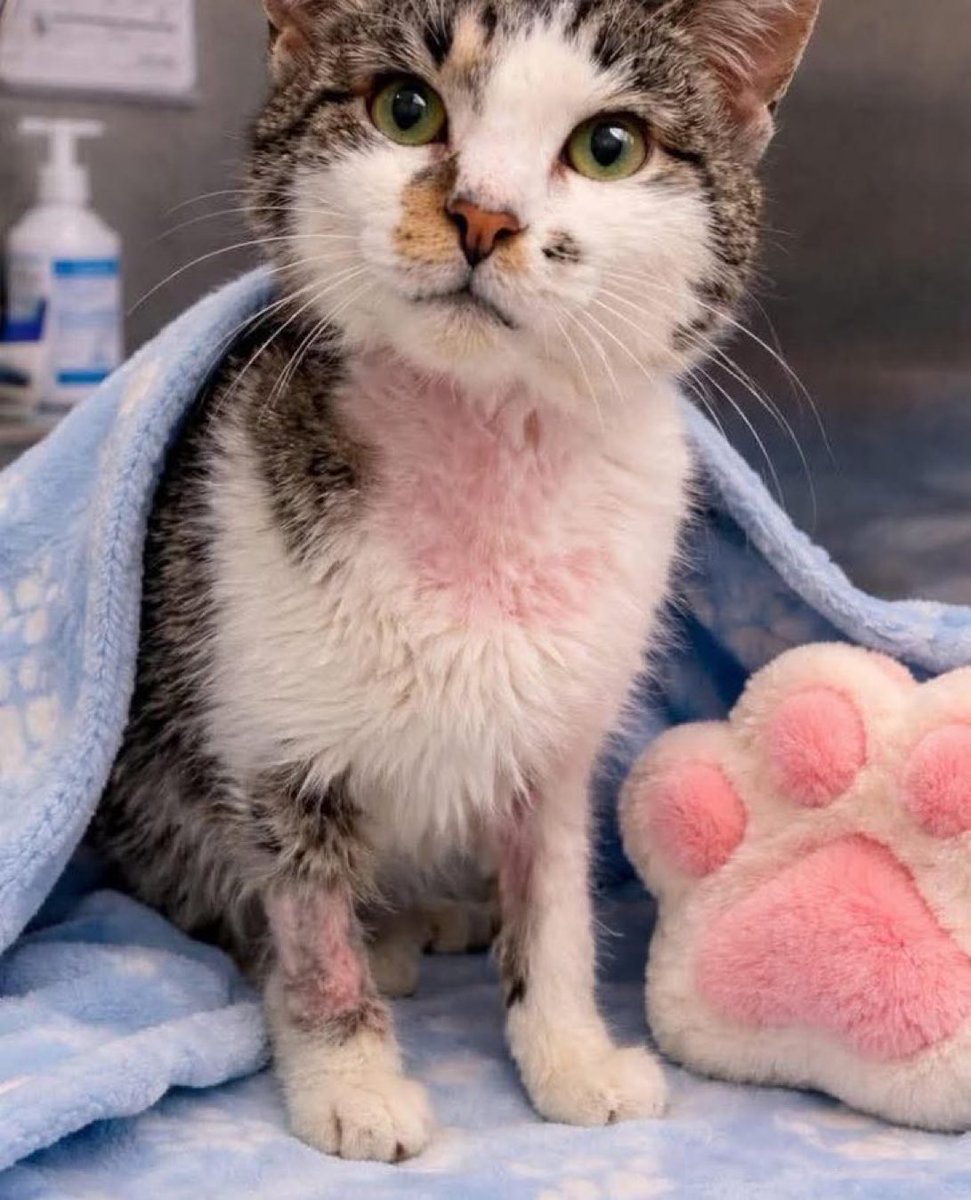 Freyja1 🏴🇸🇯🇩🇪 tweet media