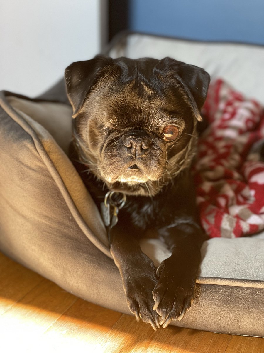 vader_bella's tweet image. Very special day today, Happy 14th birthday to the best boy in the world, Vader!!!  Let’s party and nap 💤 and party some more #pug #birthday 🎁🎂🎉