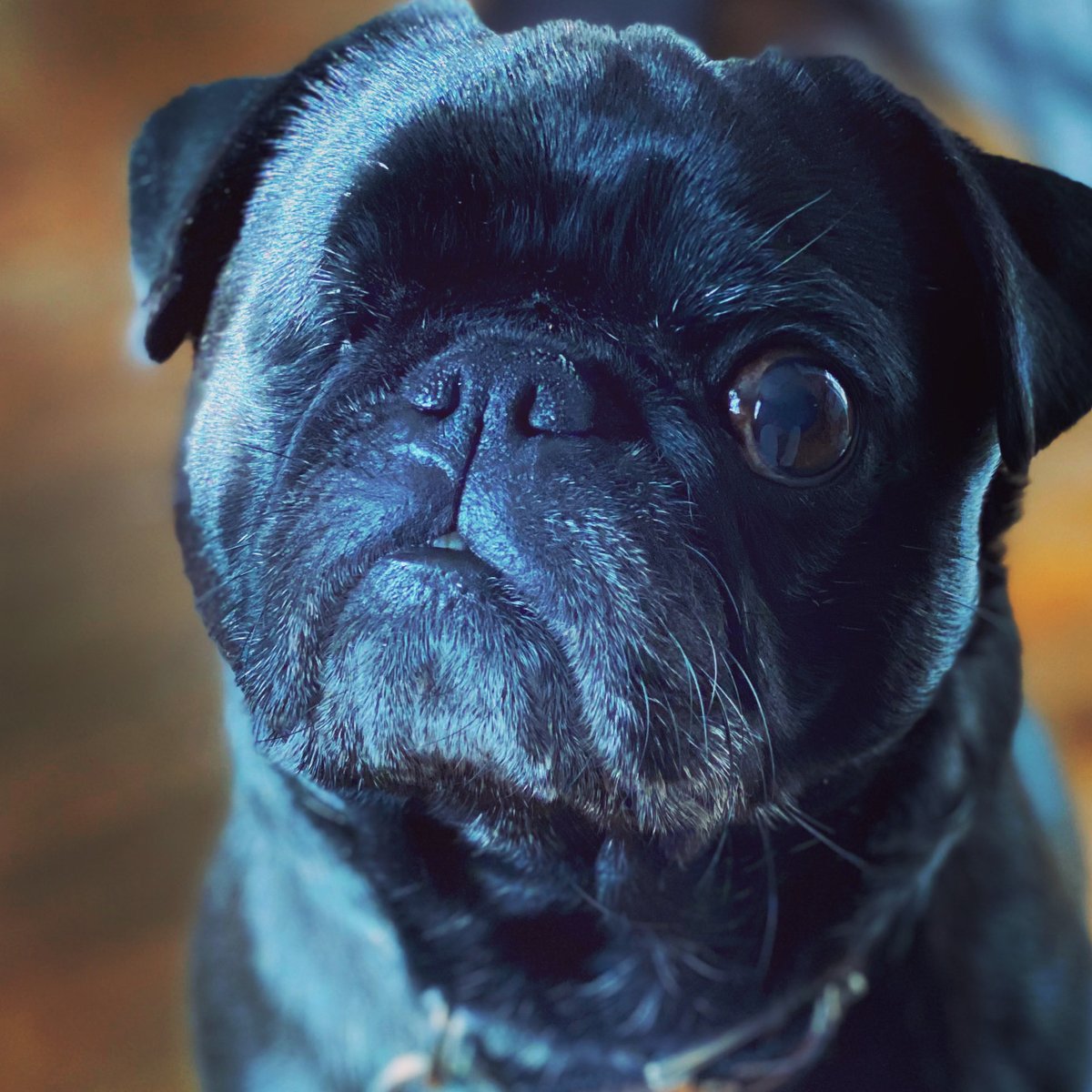 vader_bella's tweet image. Very special day today, Happy 14th birthday to the best boy in the world, Vader!!!  Let’s party and nap 💤 and party some more #pug #birthday 🎁🎂🎉