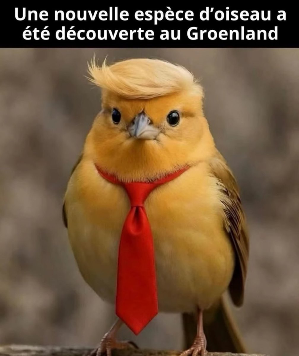 🅶🅾🆁🅺 tweet media