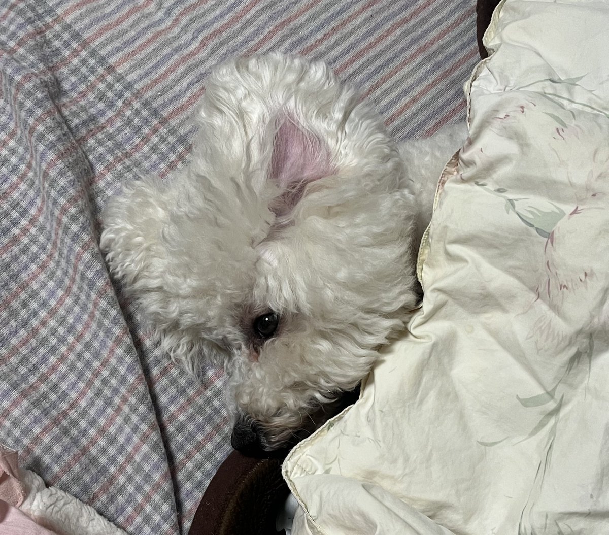 おこめ tweet media