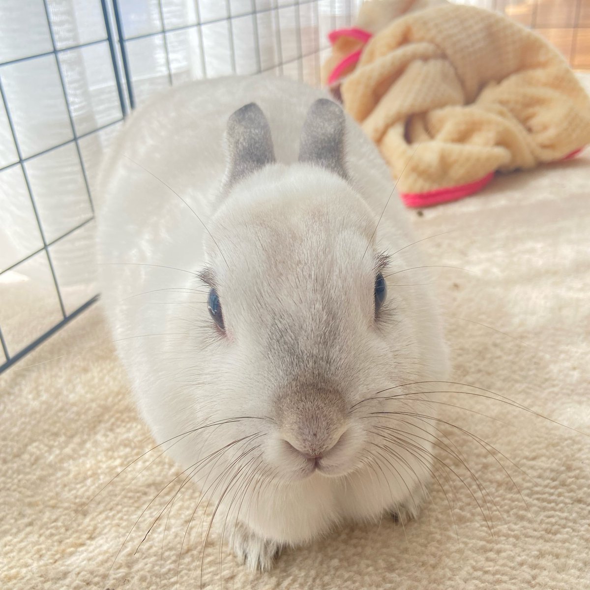 さき@strtnr tweet media