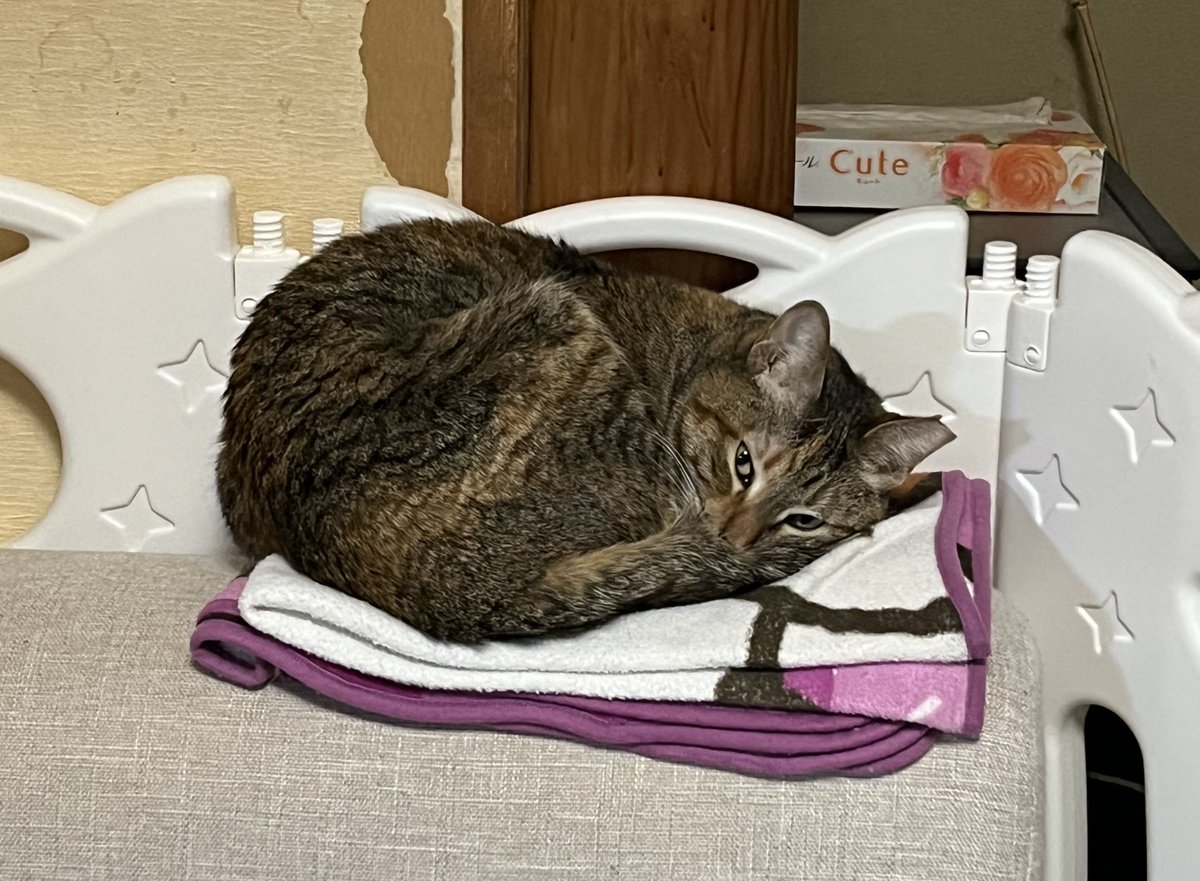 めのう🎃🍎 tweet media