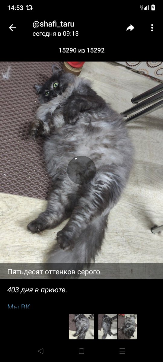 inka5_inna's tweet photo. Ребята, смотрите какая красотищаааа ищет дом.
Кот Блинчик, нереальный, но торчит в приюте больше года.
Кому Счастье? https://t.co/TUSFHs4sMp