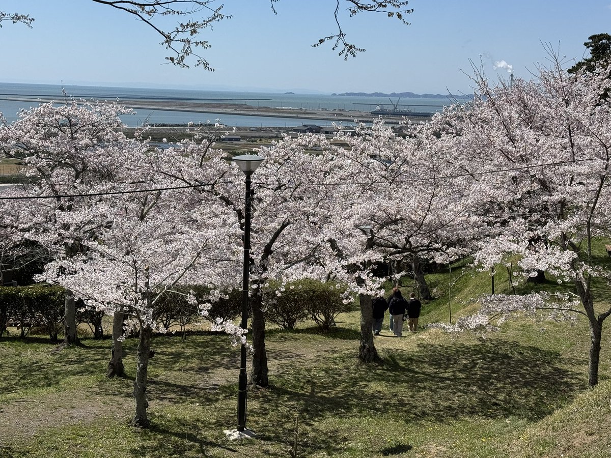 石巻　日和山公園の桜🌸🌸🌸（２）　26/4/8

#石巻