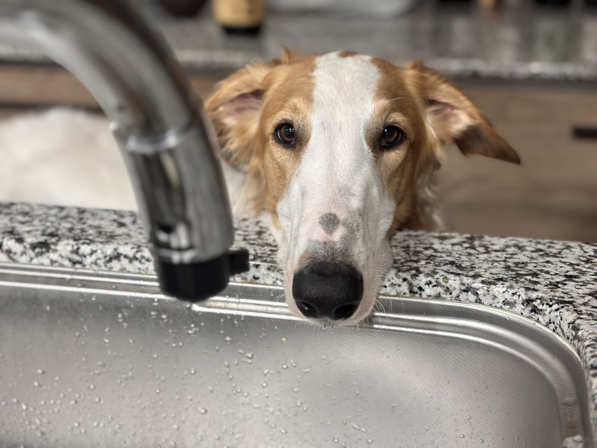 ベル🐶ラム ボルゾイ tweet media