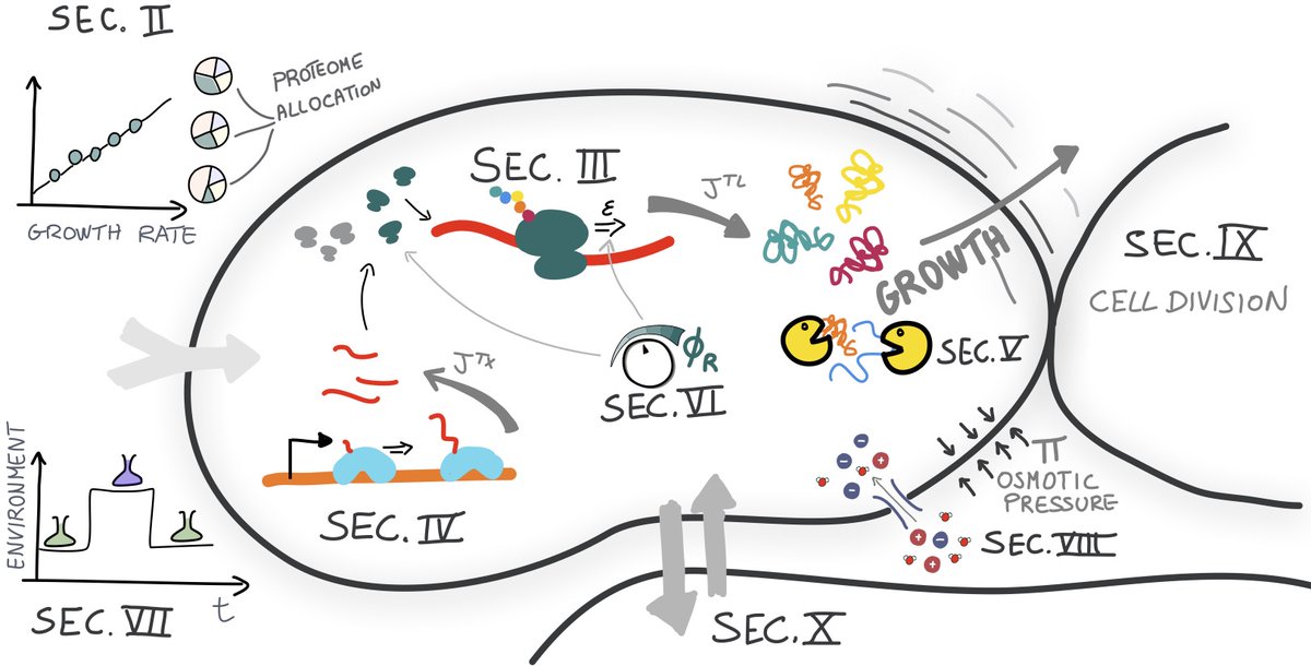 PRX_Life's tweet photo. To help bridge the gap between theoretical foundations and practical application, a tutorial on coarse-grained cellular growth modeling provides a step-by-step guide for constructing and analyzing the key components of cellular growth. 

Read more: https://t.co/tmIahMe7TY https://t.co/djtnskaKtU