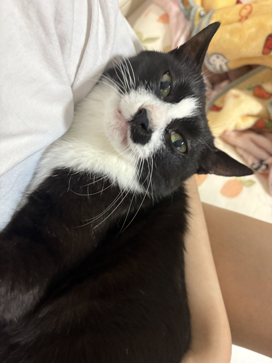 이단풍(12세) tweet media