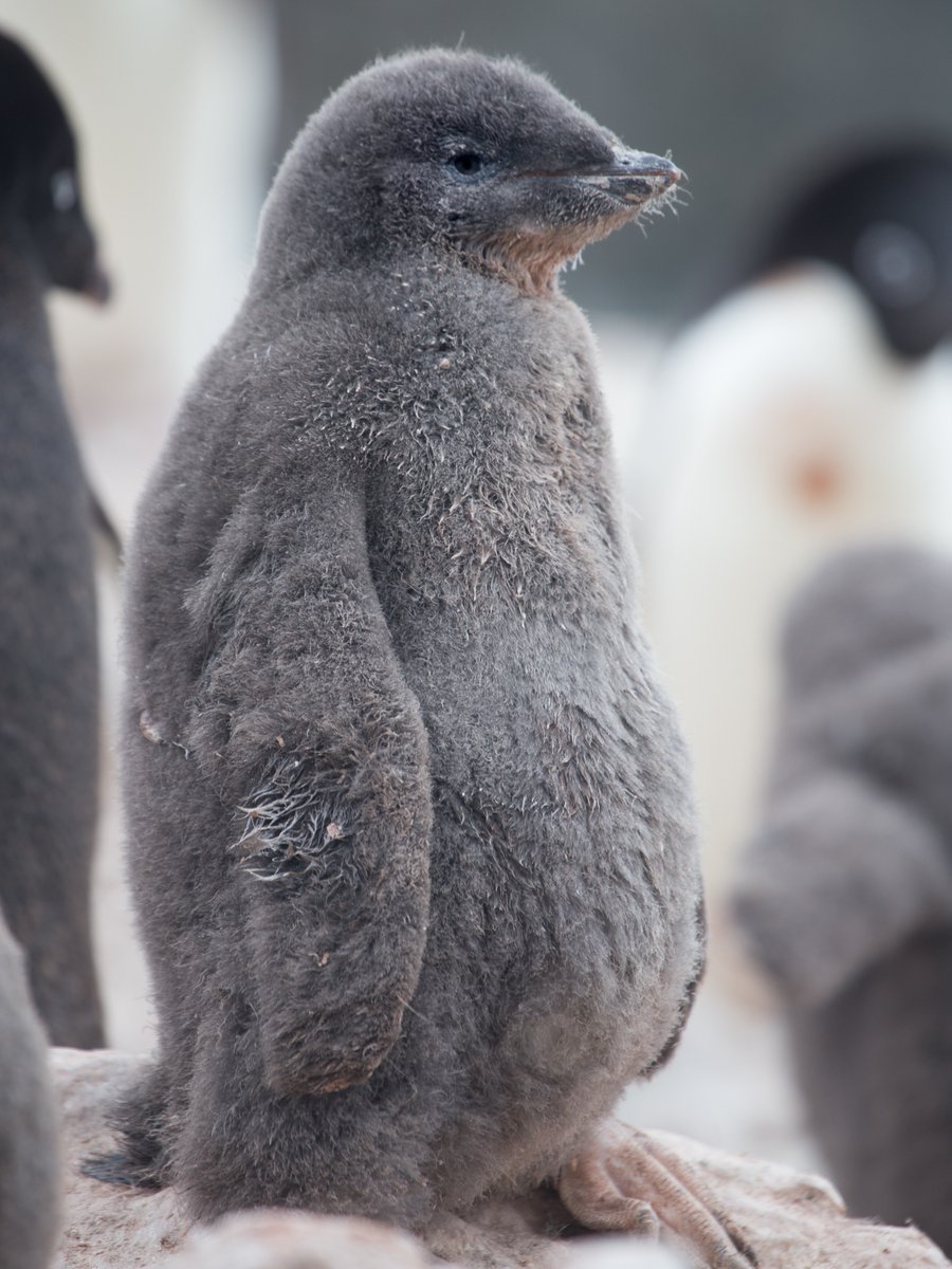 AnimalPlanet's tweet image. Just a chill guy 😎

📸: Robert Mcgillivray

#penguin #adeliepenguin #chick