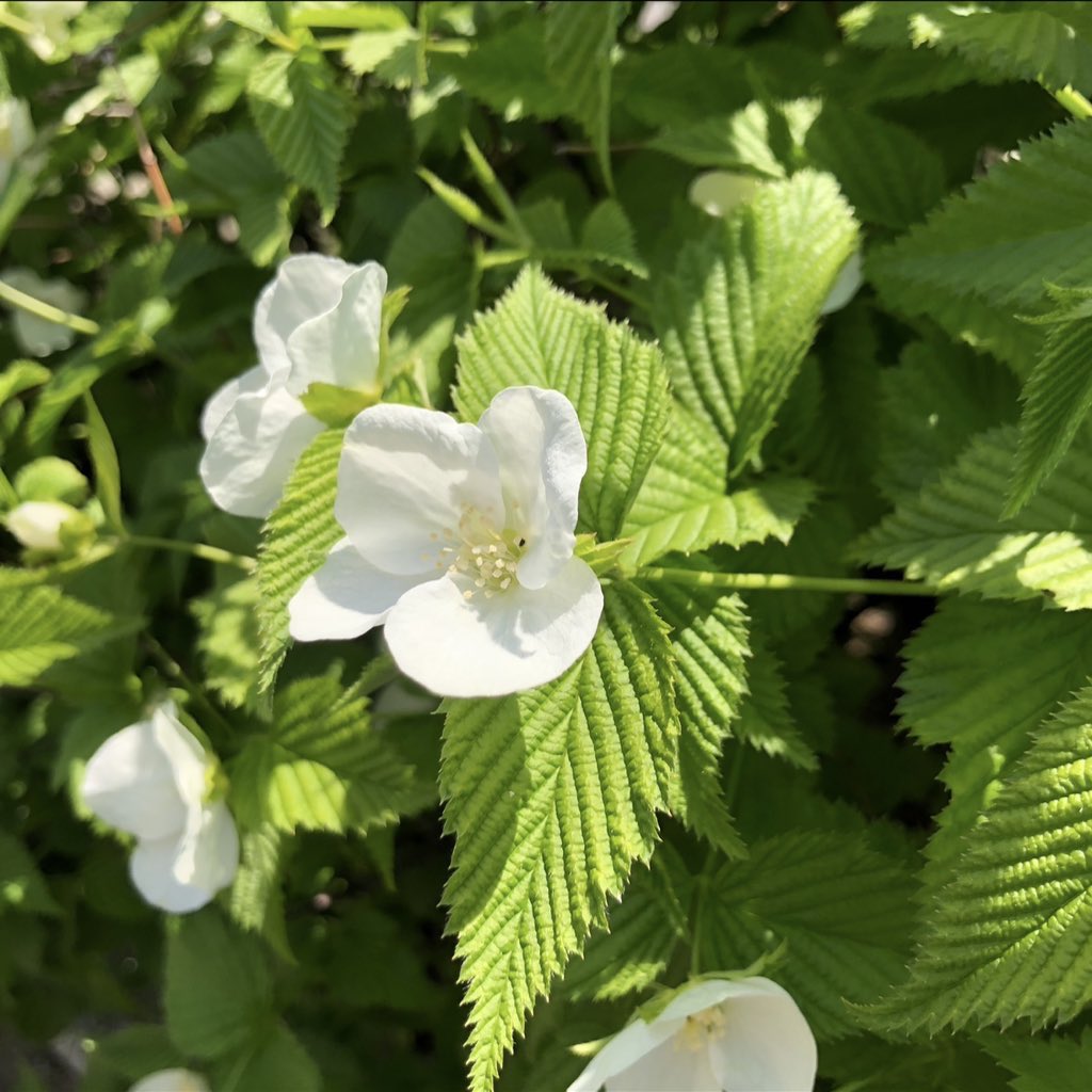 冥夢 meimu tweet media