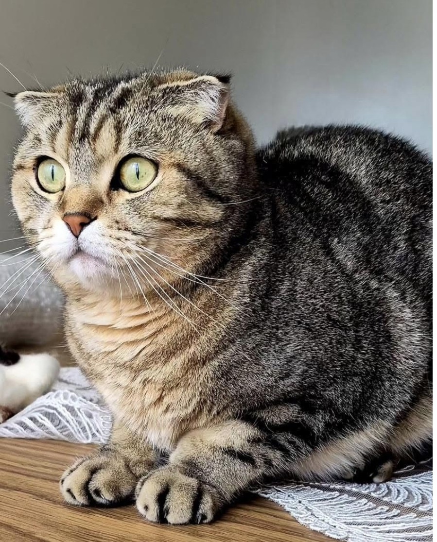 Yüksel Bayram tweet media