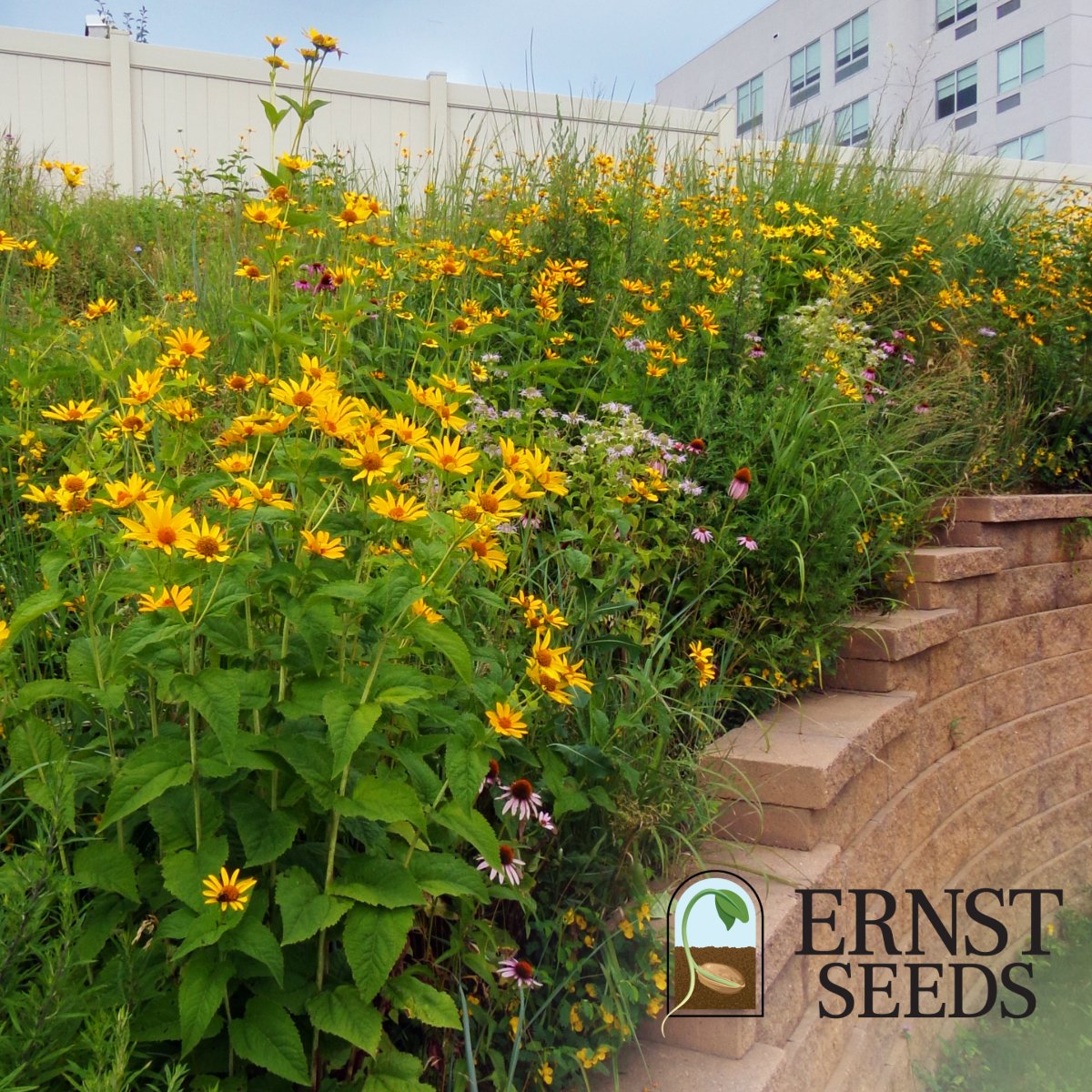 Ernst Seeds tweet media