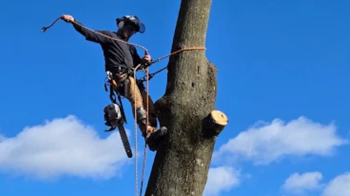oathkeepers01's tweet image. Local experience matters for safe, effective tree care. Oathkeepers Tree Care knows your area and trees, providing fast, professional service every time.

Oathkeepers tree care
717-378-1776
1180 Conewago Ave, Manchester, PA 17345, United States

#TreeExperts #TreeService