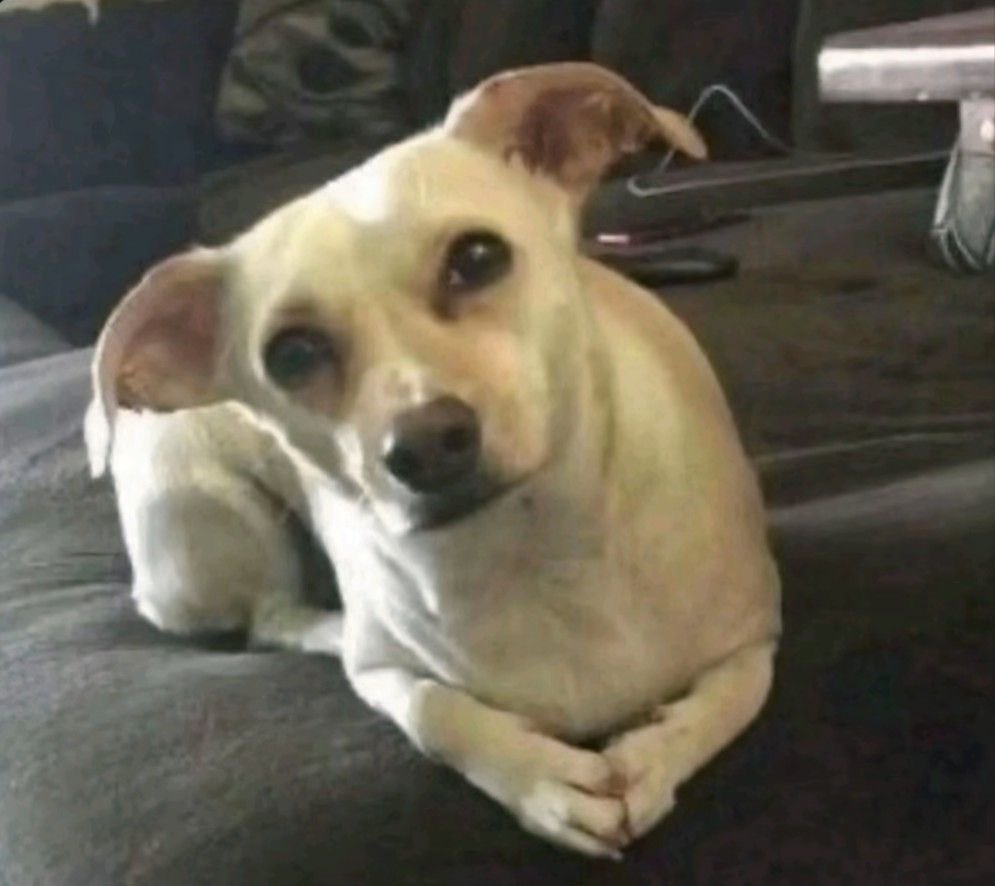 𝒫𝑒𝓉𝑒𝓇 ✩ tweet media