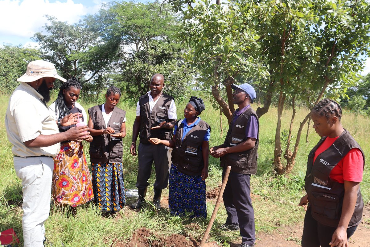 usembassyzambia's tweet photo. Zambia's agricultural future depends on  its soil. The U.S. is helping protect it.

Last month, U.S. Embassy Zambia joined the launch of the Zambia Soil Partnership and Global Soil Doctors Programme in Lusaka—funded by the U.S. Department of State under the @FAOZambia SoilFER programme. The initiative equips Zambian farmers, extension agents, and institutions with the data and tools to improve soil health, increase crop productivity, and strengthen agrifood value chains.

Healthy soils. Stronger harvests. Better nutrition.
