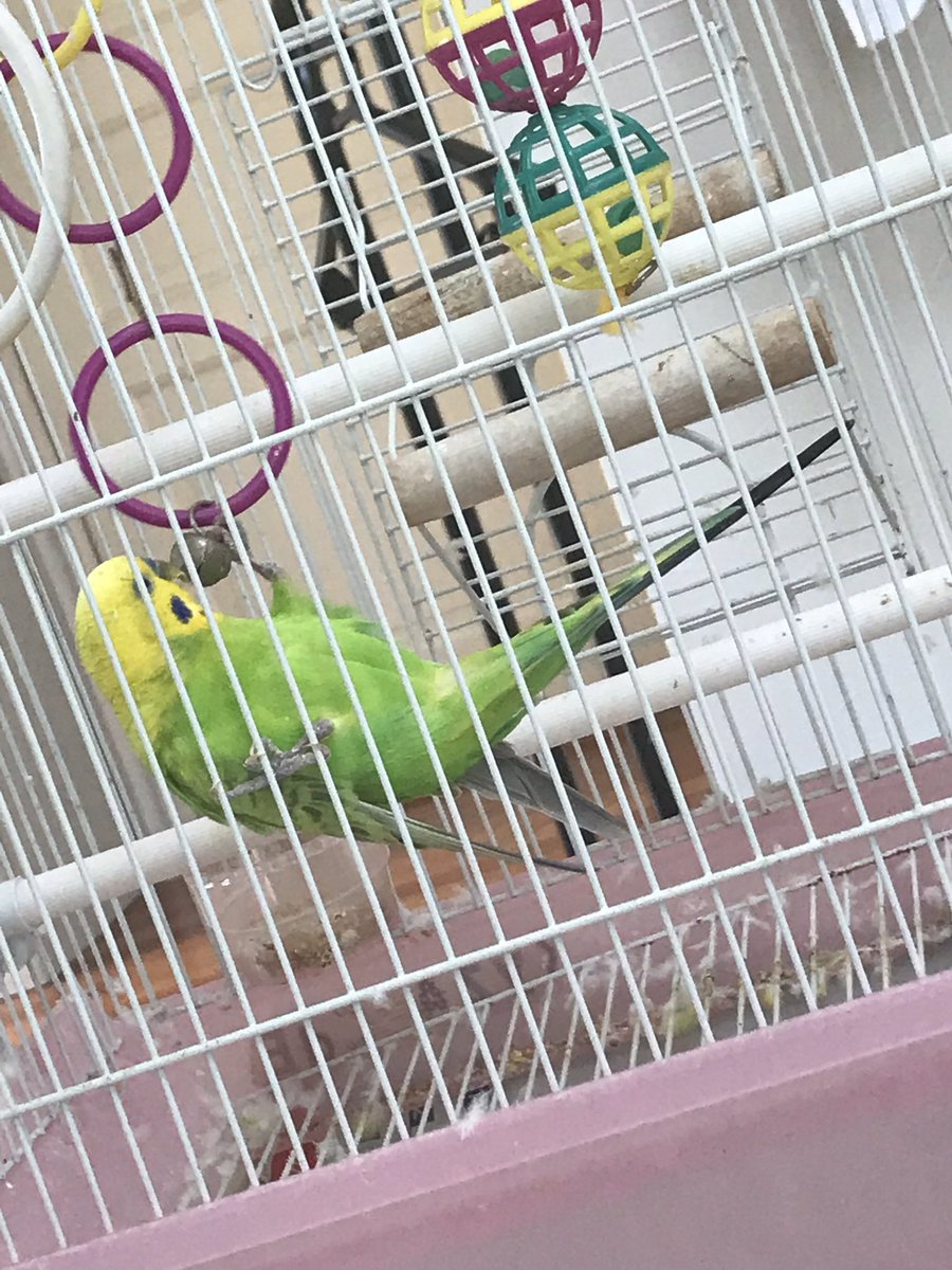 翔太@動物を救い隊☮️ tweet media