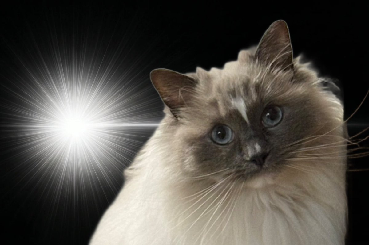 カビ【ラグドール】 tweet media