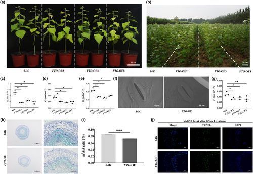 NewPhyt's tweet image. Targeted decoupling of FTO interaction with RCC1 reprograms wood composition and confers UV-B tolerance in poplar

A #Letter by Song et al.
👇

📖 nph.onlinelibrary.wiley.com/doi/10.1111/np…

#LatestIssue