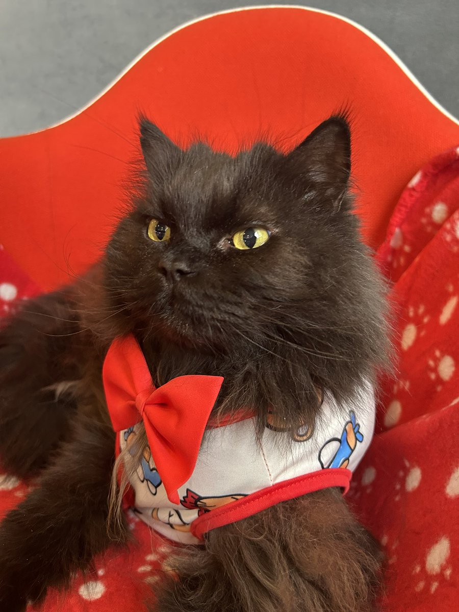 Mr.London.Meow 💙 tweet media
