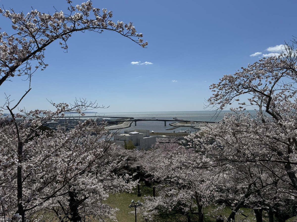 石巻　日和山公園の桜🌸🌸🌸　26/4/8

#石巻