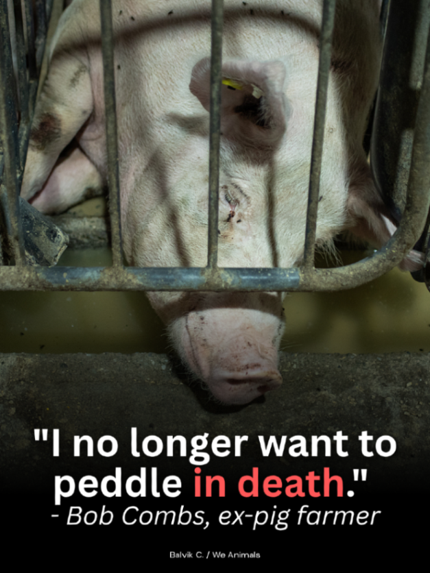 teamveganfta's tweet image. Everyone has the capacity to grow and recognise that animals deserve compassion and respect. ❤️‍🩹

📸: Balvik C. | @WeAnimals

#veganquote #govegan #pigs