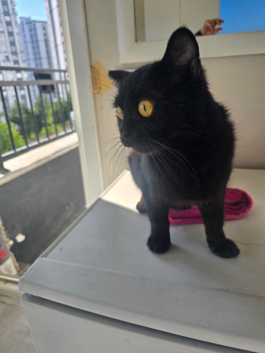 Turan Kaya tweet media