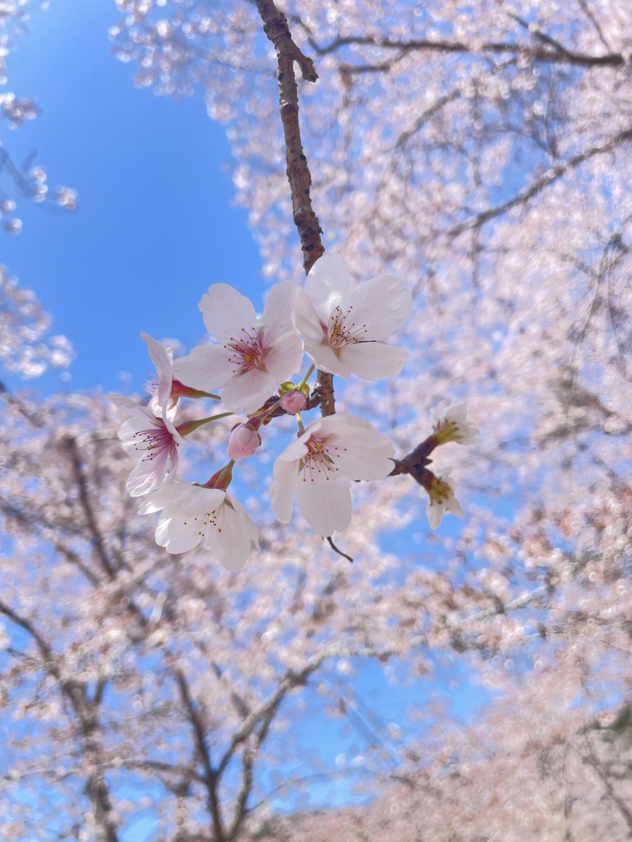 miumaru0907's tweet photo. 花見に行って捻挫… ┐(´д｀)┌ﾔﾚﾔﾚ💧 https://t.co/20WVaWBoVF