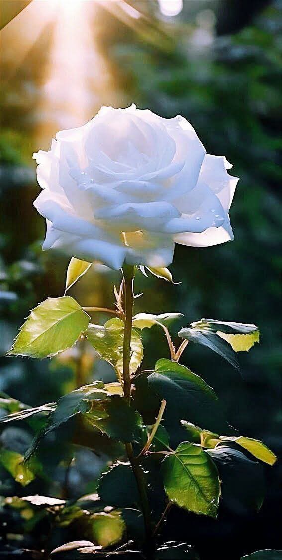 Geovanny Muñiz (@geovannymuiz1) on Twitter photo 