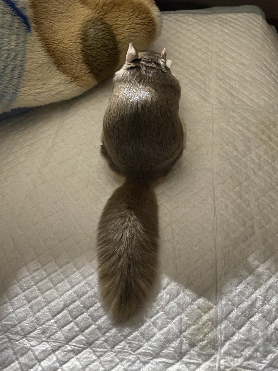 Maki (photo) tweet media