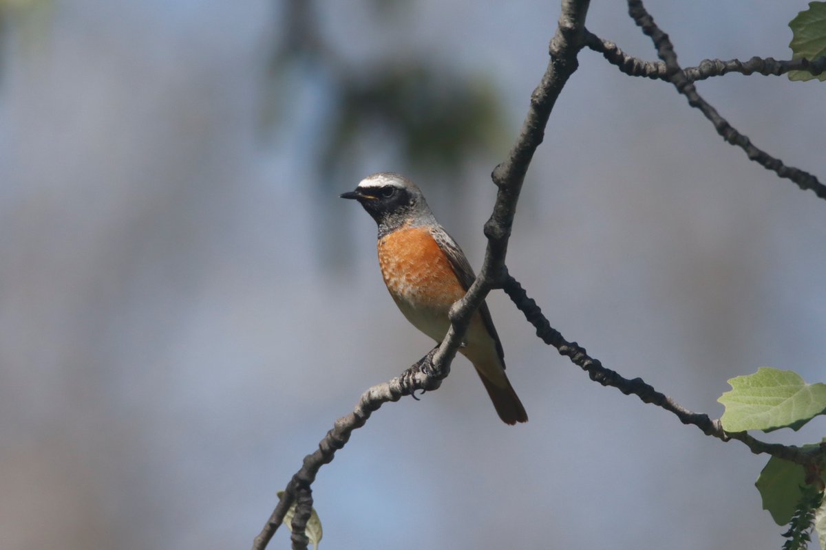 Alimañas tweet media