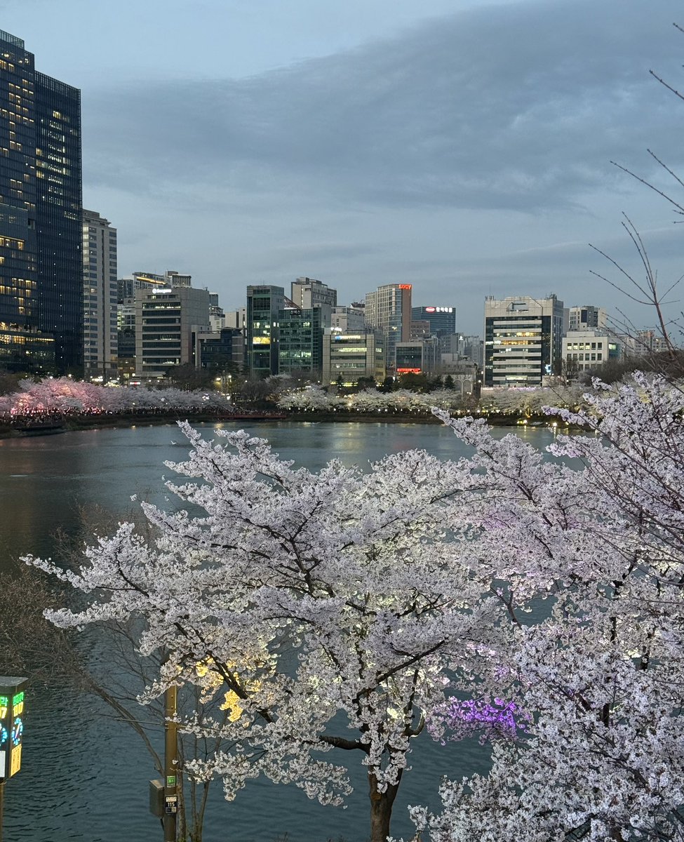 seoseohu's tweet photo. #baekseohoo
#백서후
#cherryblossom https://t.co/BBpTuq9mMz
