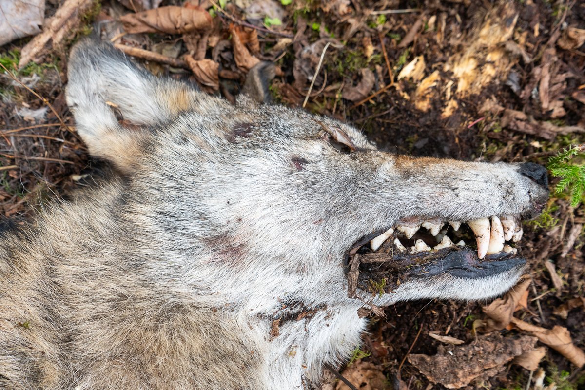 Voyageurs Wolf Project tweet media