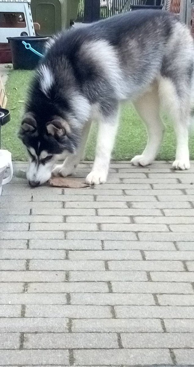 親から送られてきた画像
バルトカッコイイな笑足長くて笑