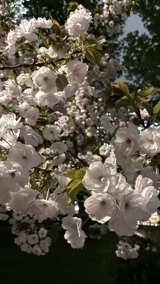 にゃる tweet media