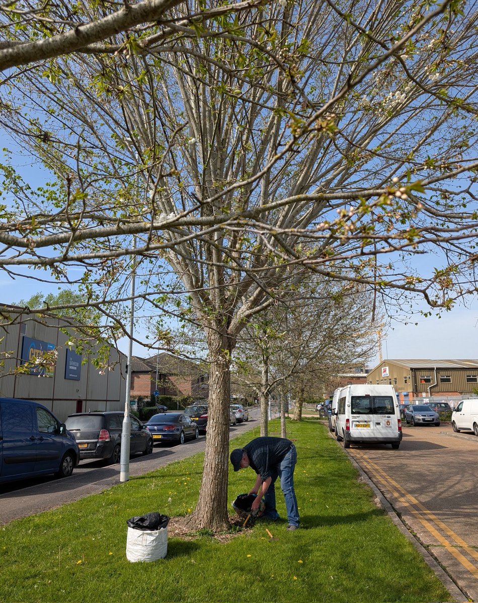 Lewes Urban Arboretum, (Friends of Lewes: Trees) tweet media