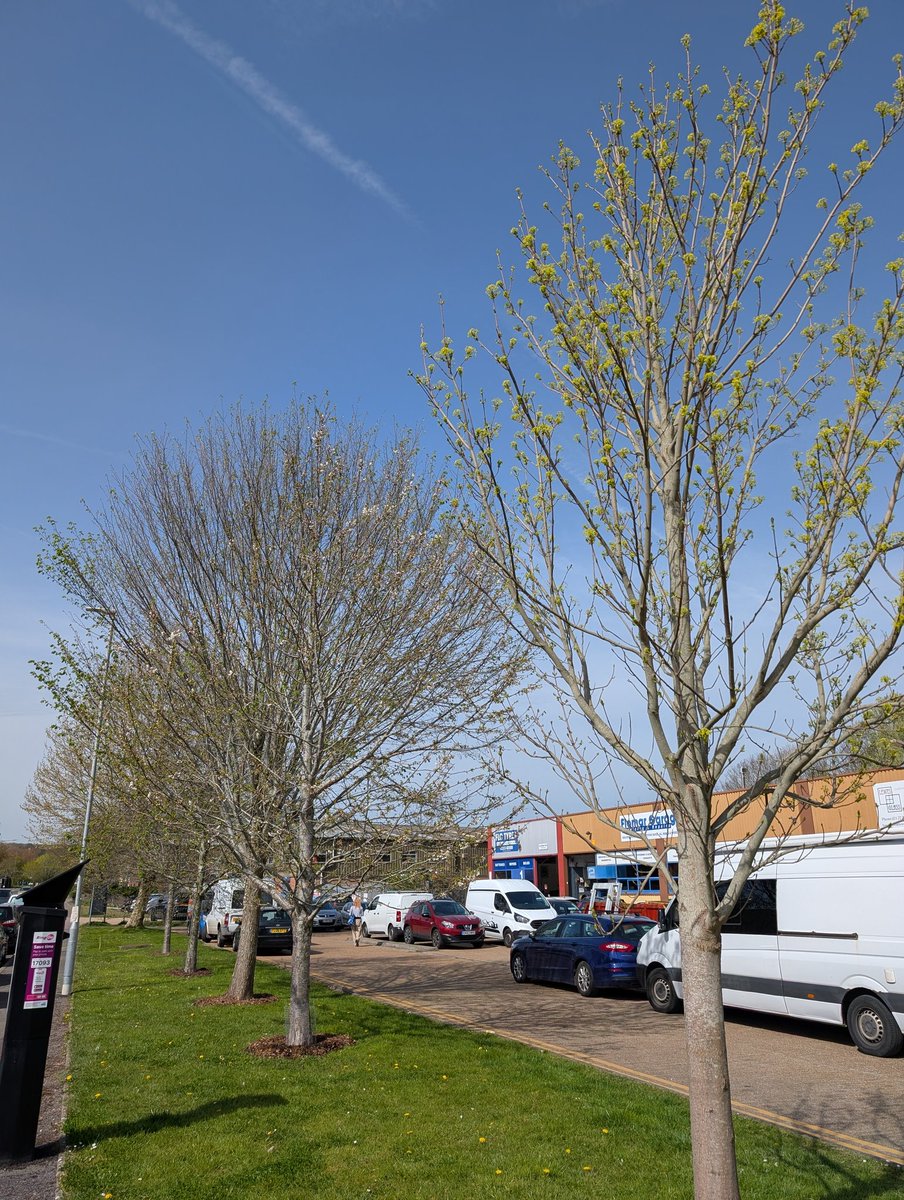 Lewes Urban Arboretum, (Friends of Lewes: Trees) tweet media