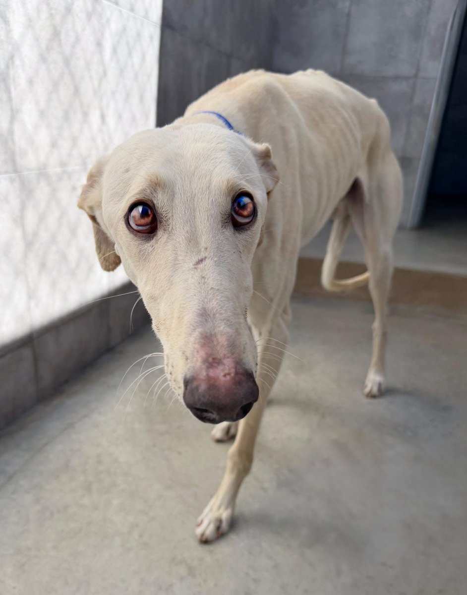 Galgos del Sol tweet media