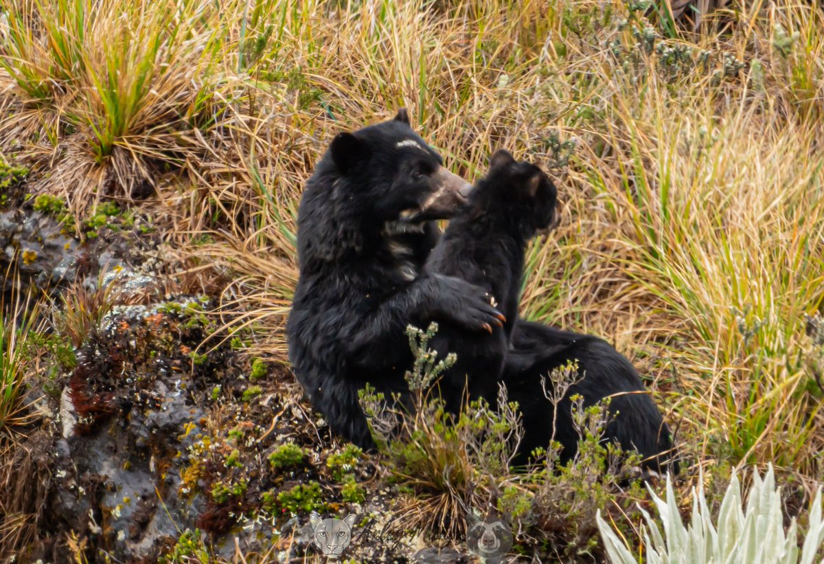 Arleymsarmiento's tweet photo. Tiempo para descansar 🐻📸 https://t.co/WkbSUmhhBs