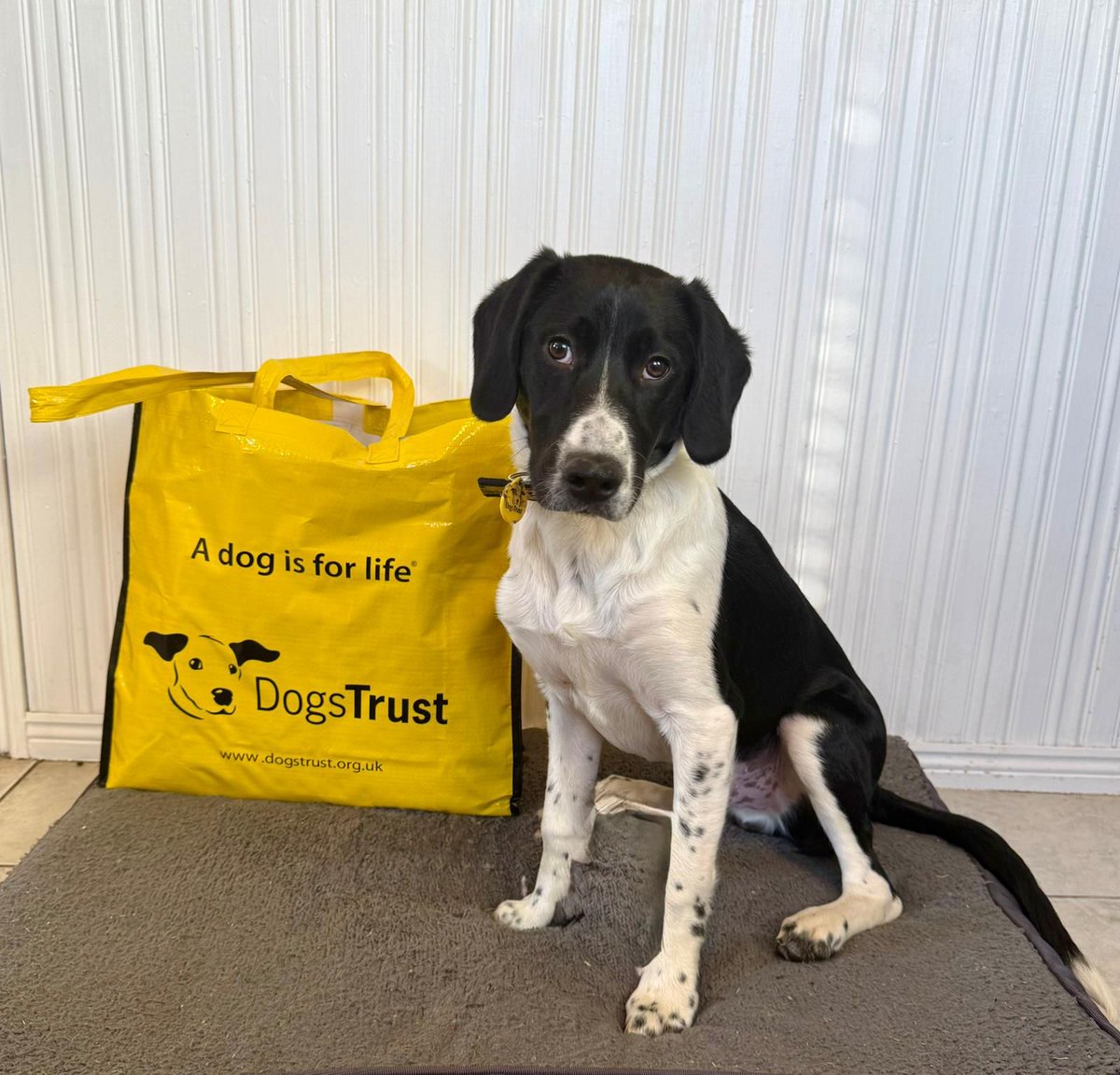 DogsTrust West Calder (Edinburgh) and Dundee tweet media