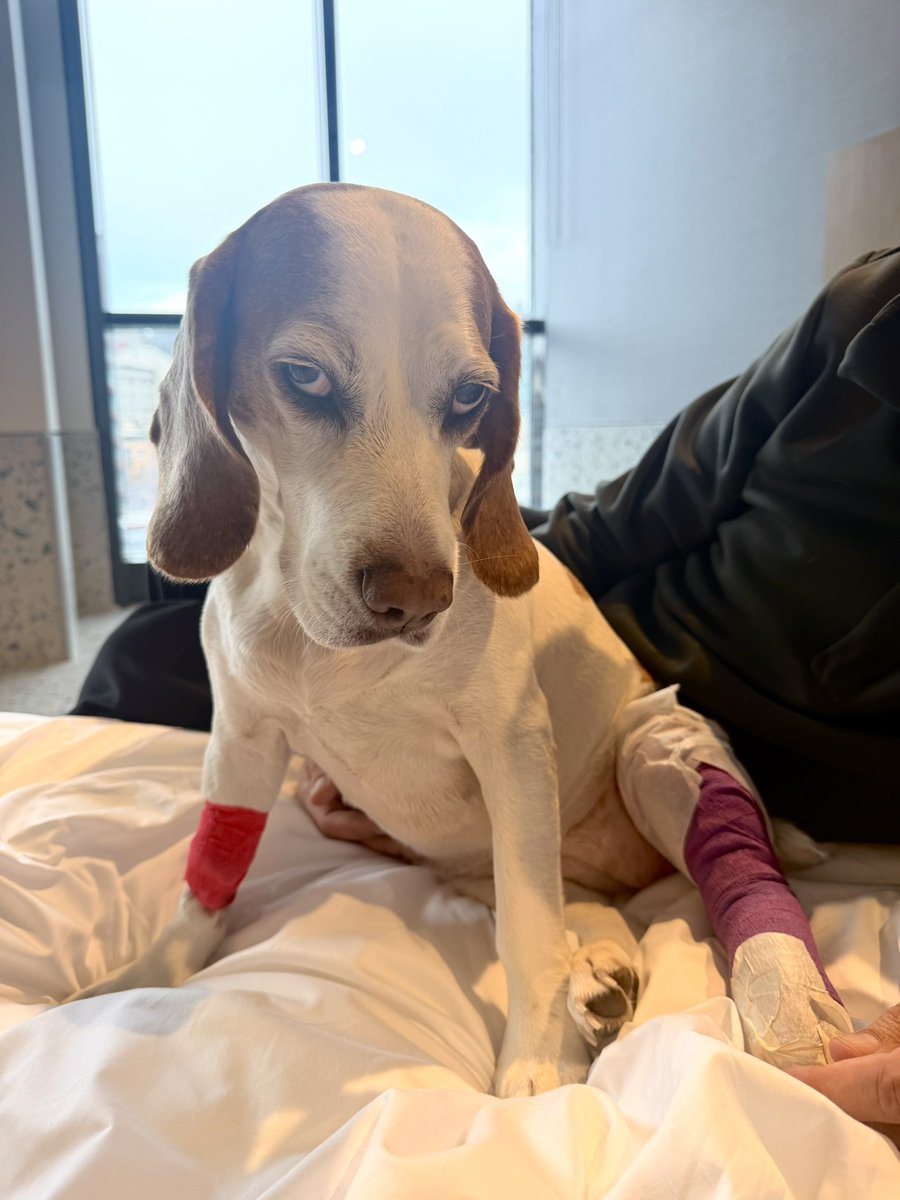 Neslihan tweet media