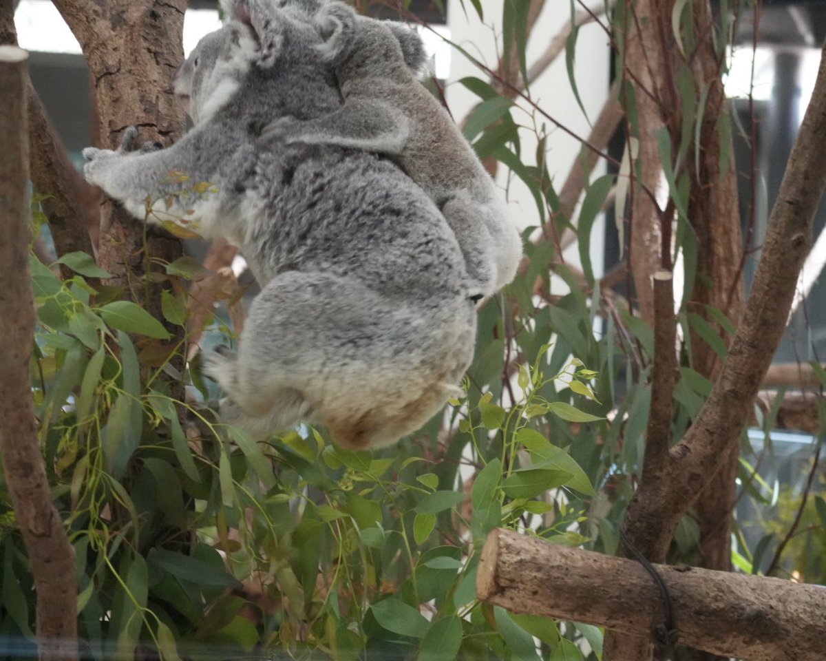 マッチカ🐨💚 tweet media